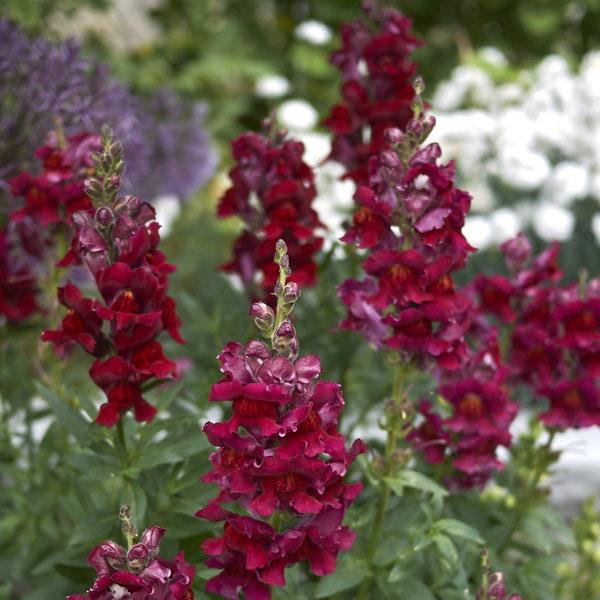 Snapdragon "Potomac Crimson" - Image 3