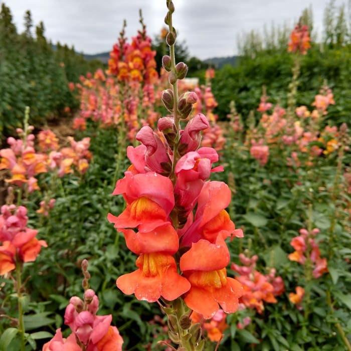 Snapdragon "Potomac Dark Orange" - Image 3