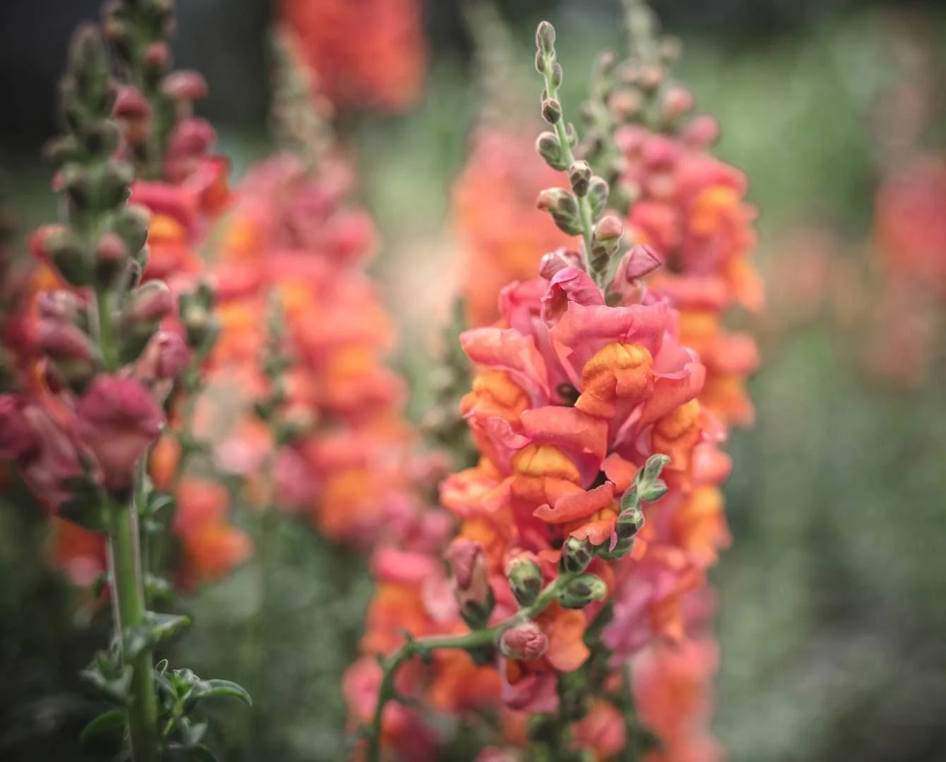 Snapdragon "Potomac Dark Orange" - Image 4