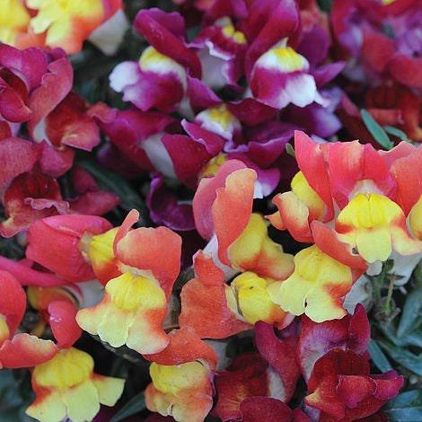 Snapdragon "Snappy Mix"