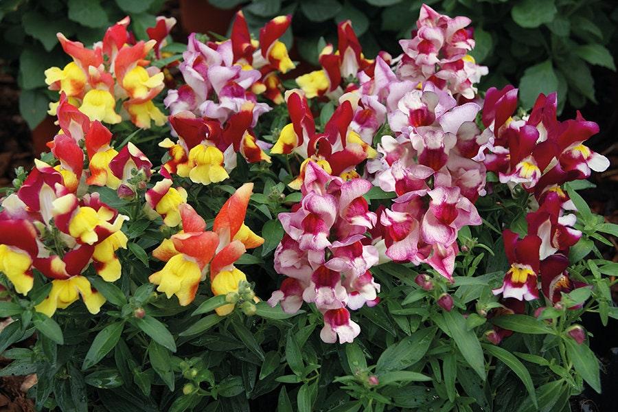 Snapdragon "Snappy Mix" - Image 2
