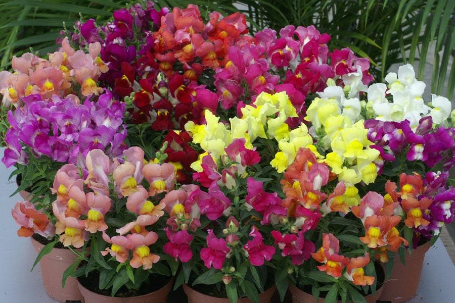 Snapdragon "Snappy Mix" - Image 3