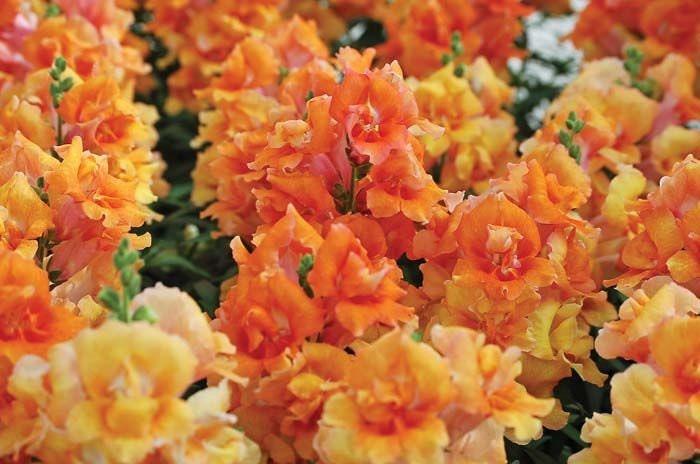 Snapdragon "Twinny Bronze" - Image 3