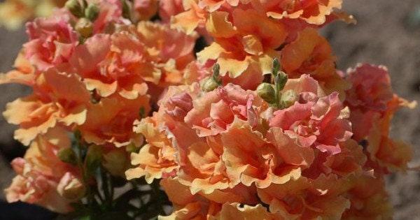 Snapdragon "Twinny Bronze" - Image 4