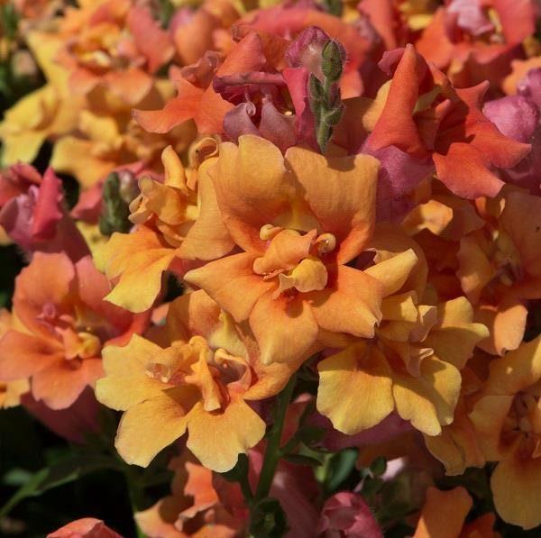 Snapdragon "Twinny Bronze" - Image 5
