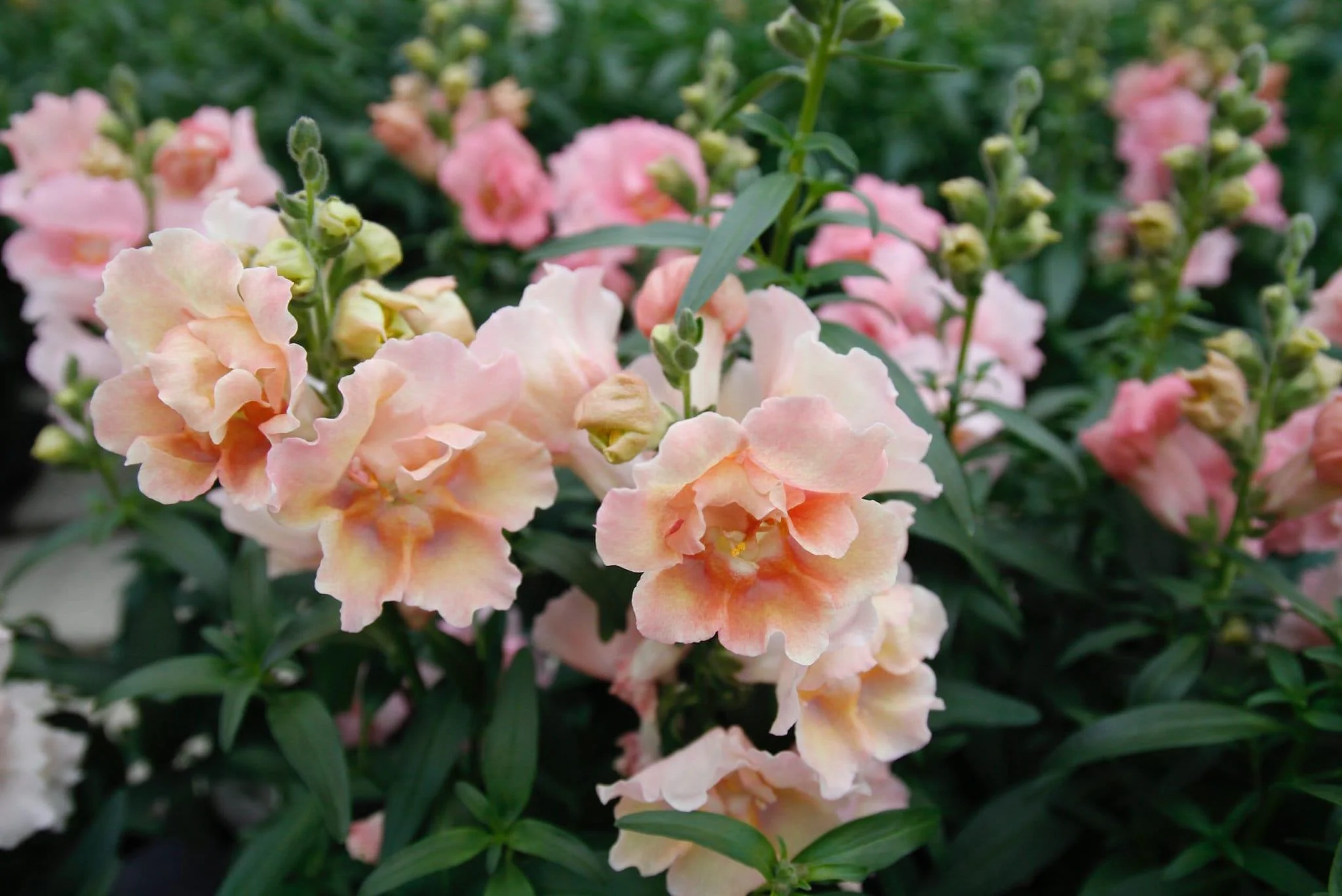Snapdragon "Twinny Peach" - Image 3