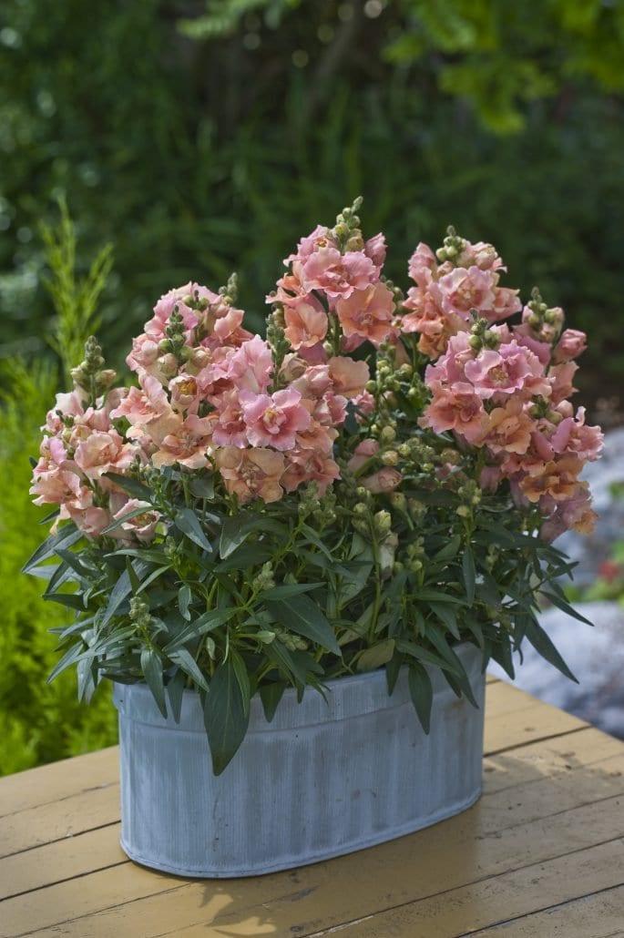 Snapdragon "Twinny Peach" - Image 4