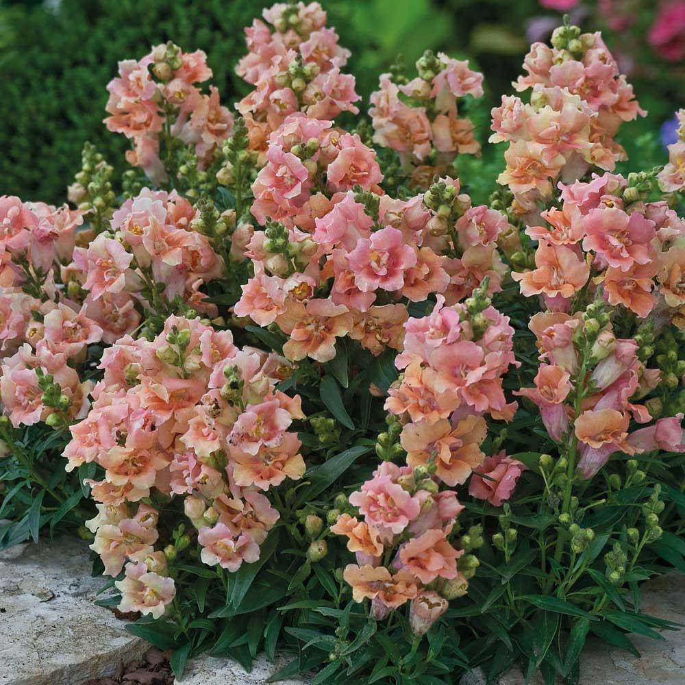 Snapdragon "Twinny Peach" - Image 5