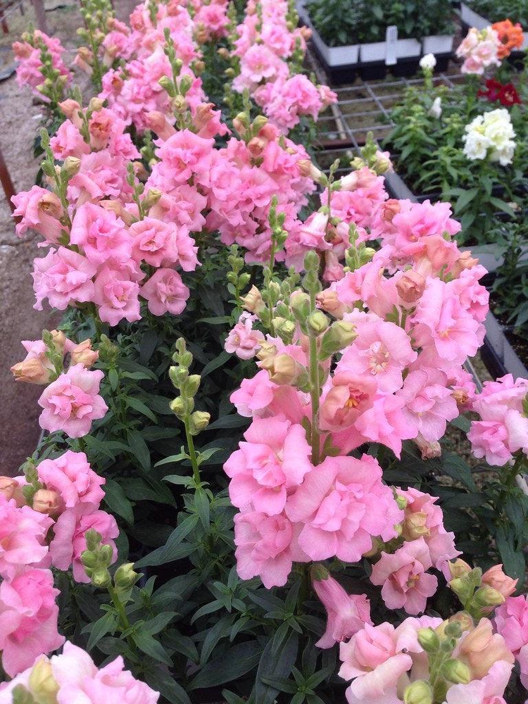 Snapdragon "Twinny Rose" - Image 3