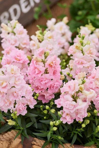 Snapdragon "Twinny Rose" - Image 4