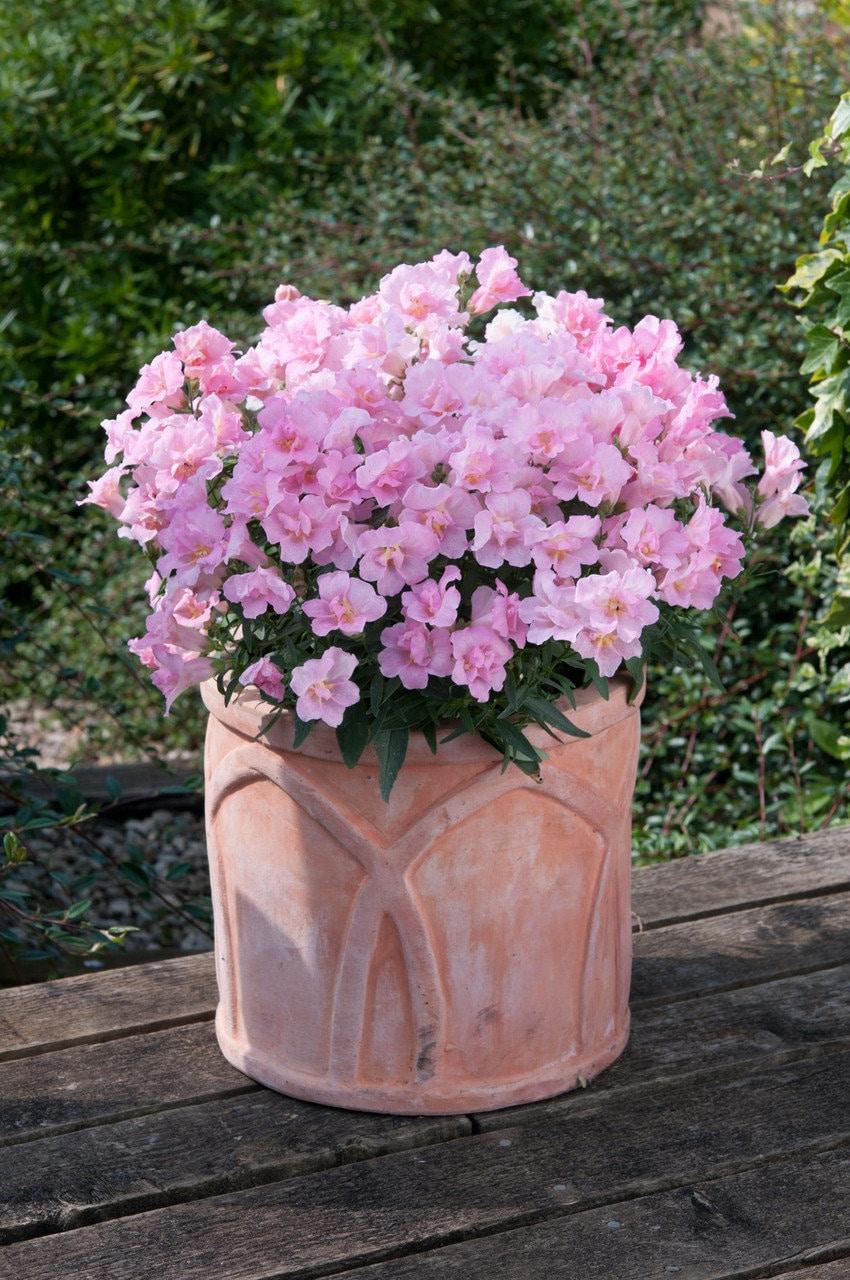 Snapdragon "Twinny Rose" - Image 5