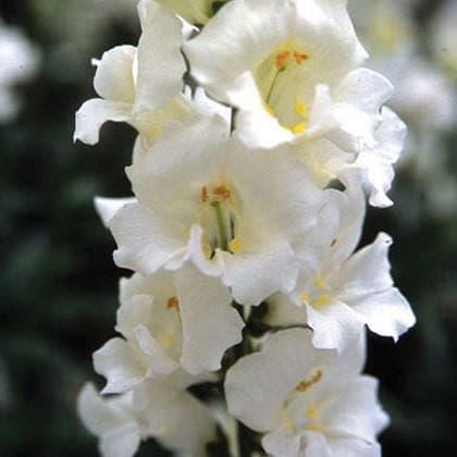 Snapdragon "Twinny White"
