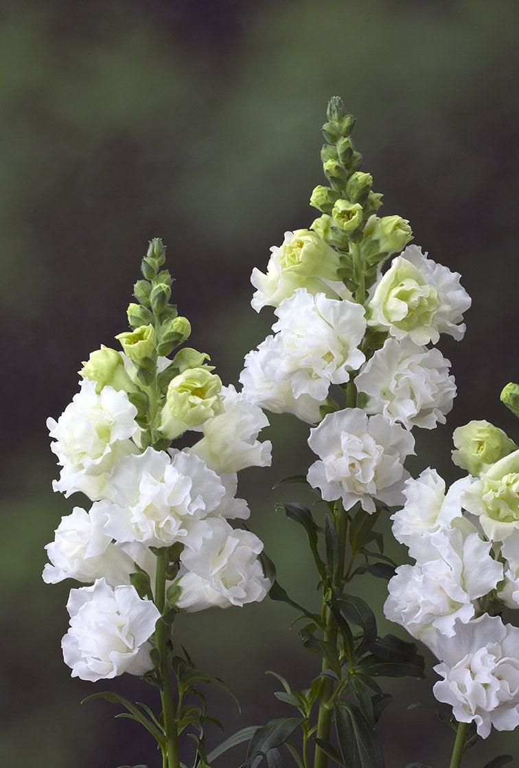 Snapdragon "Twinny White" - Image 2
