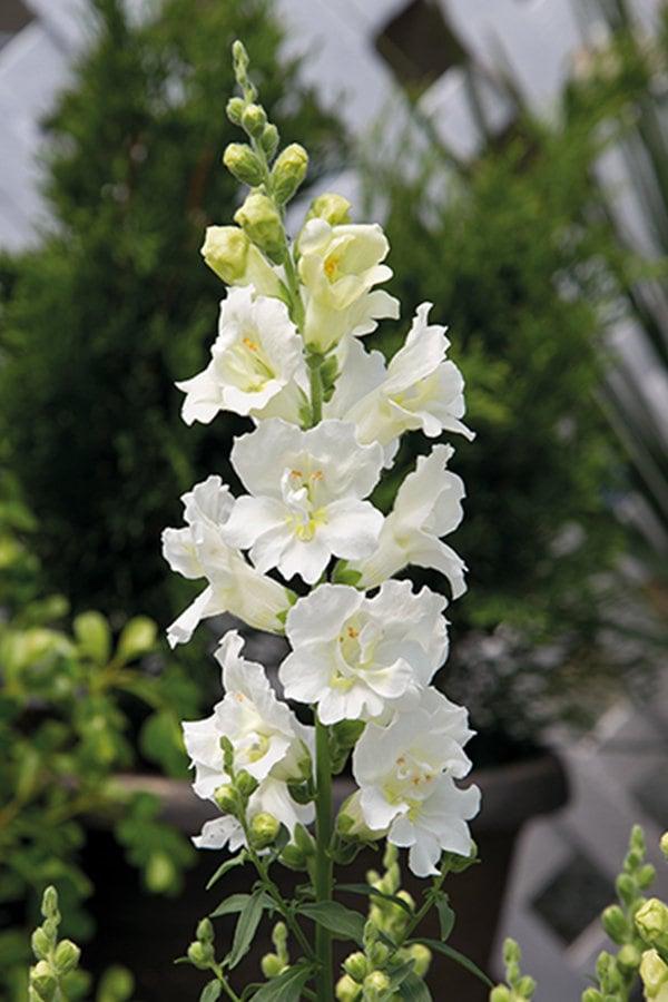 Snapdragon "Twinny White" - Image 3