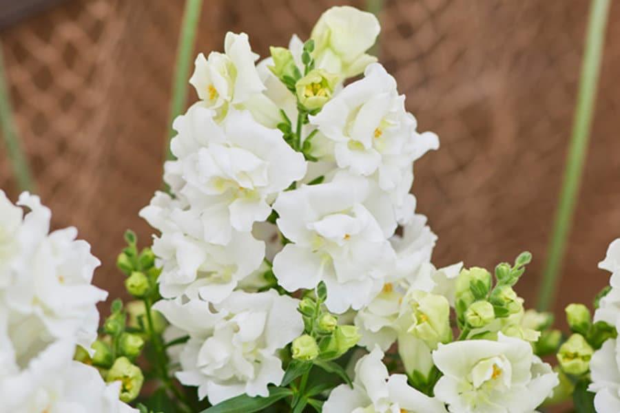 Snapdragon "Twinny White" - Image 4