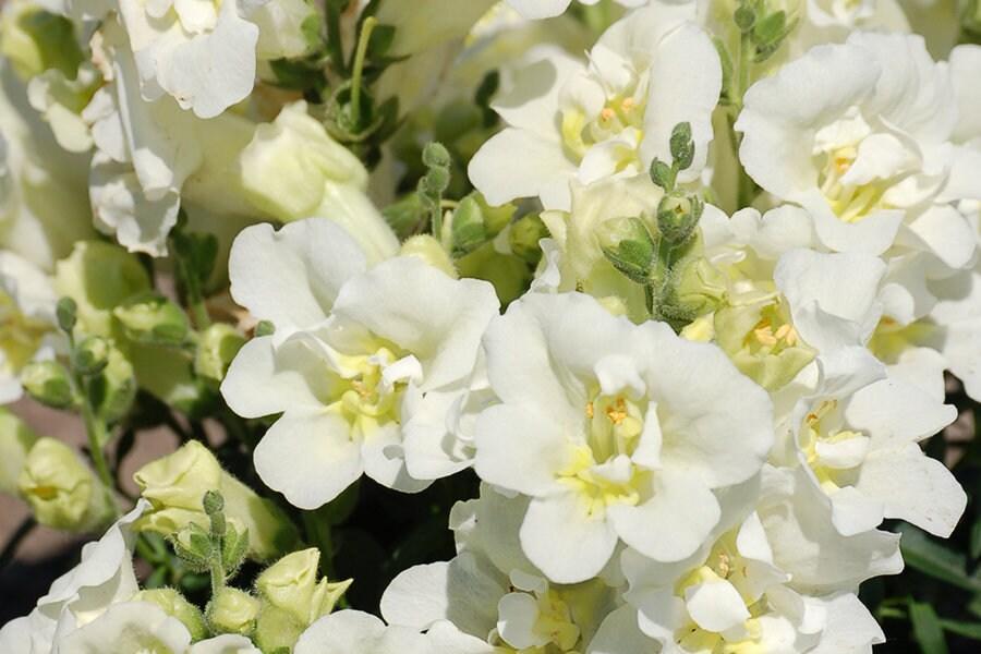 Snapdragon "Twinny White" - Image 5