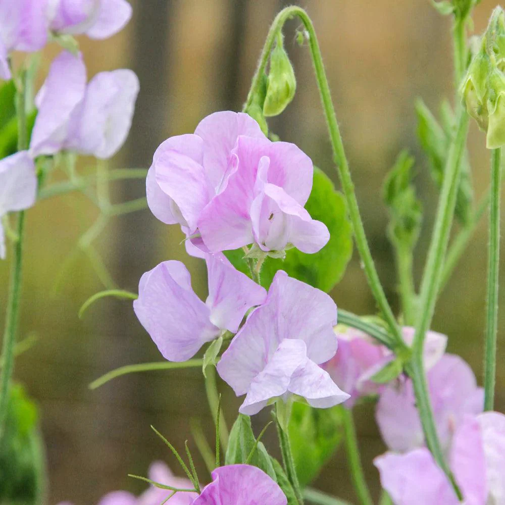 Sweet Pea 'Elegance' - Lavender