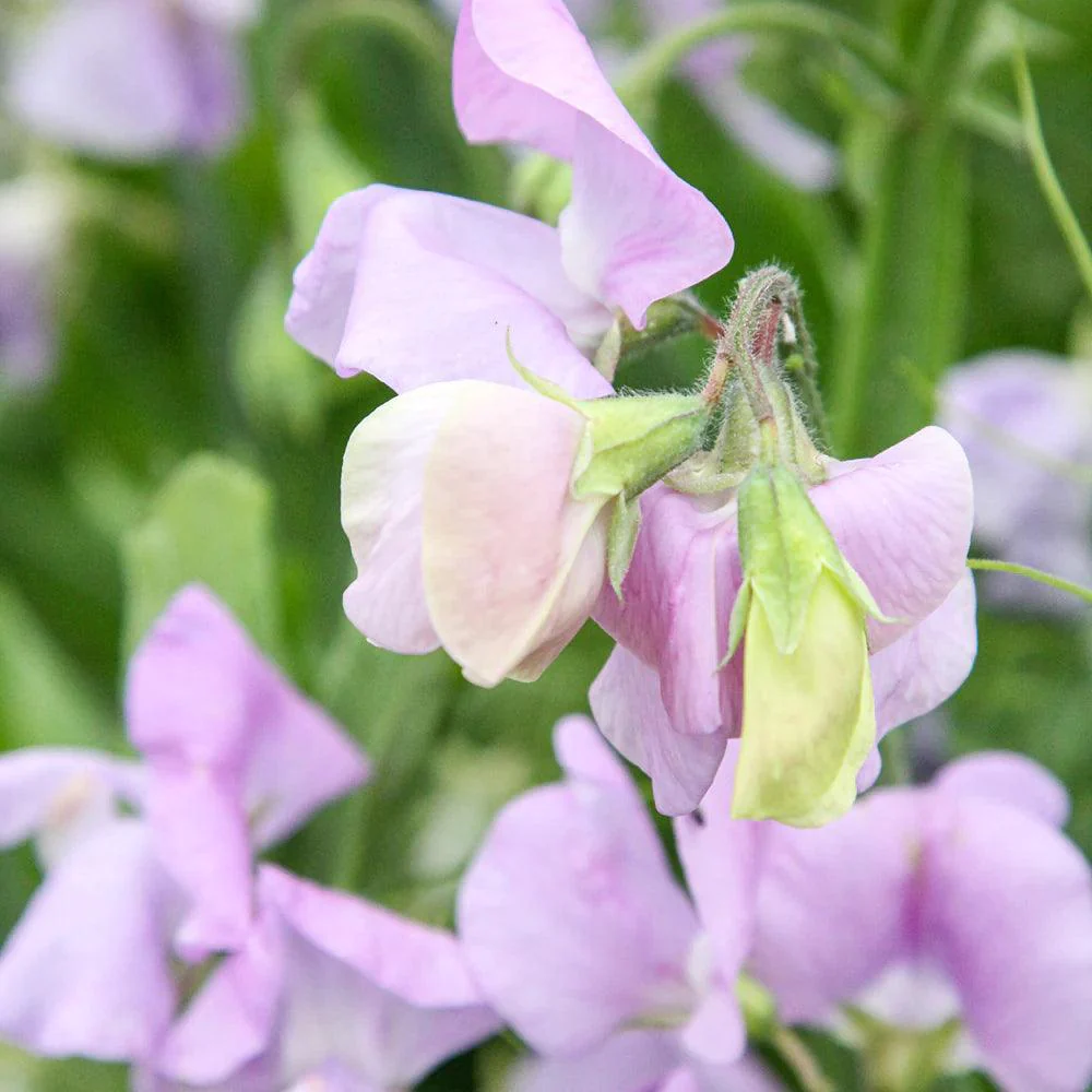 Sweet Pea 'Elegance' - Lavender - Image 2