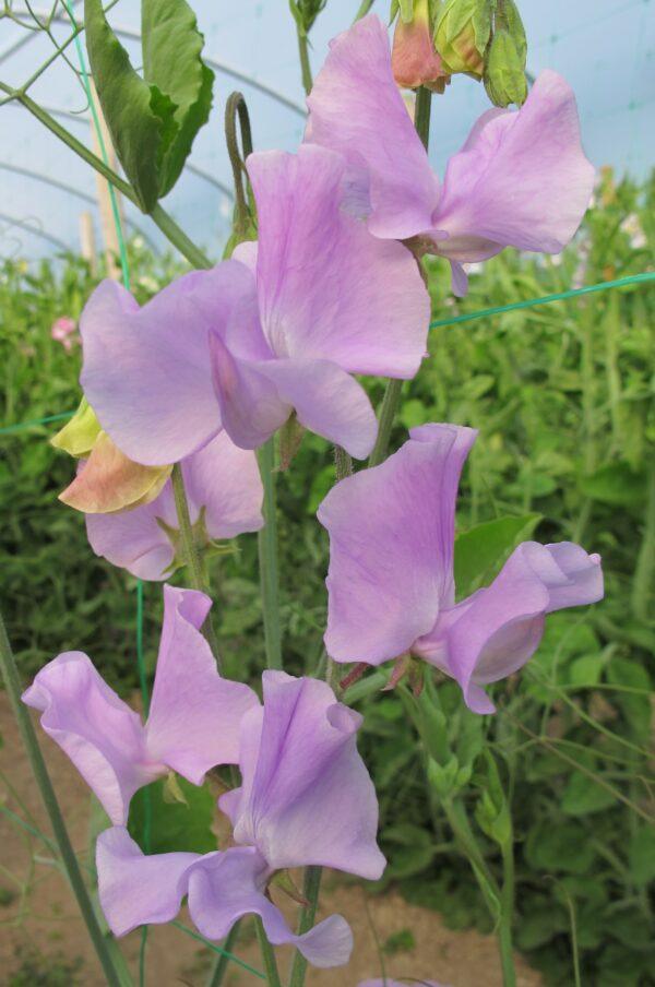 Sweet Pea 'Elegance' - Lavender - Image 3
