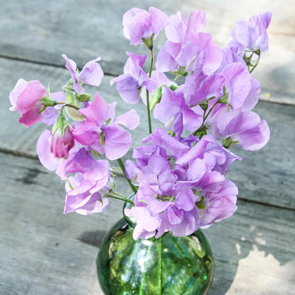 Sweet Pea 'Elegance' - Lavender - Image 4
