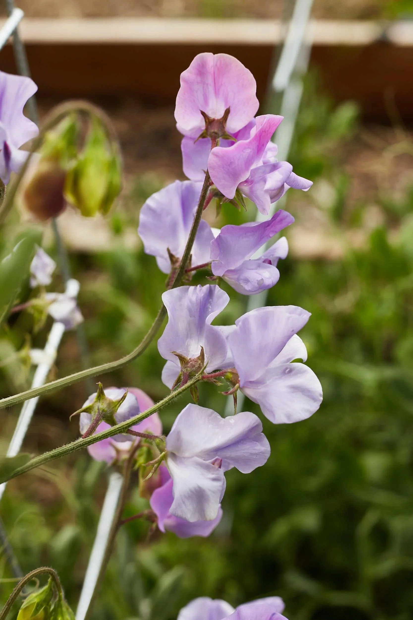 Sweet Pea 'Elegance' - Lavender - Image 5