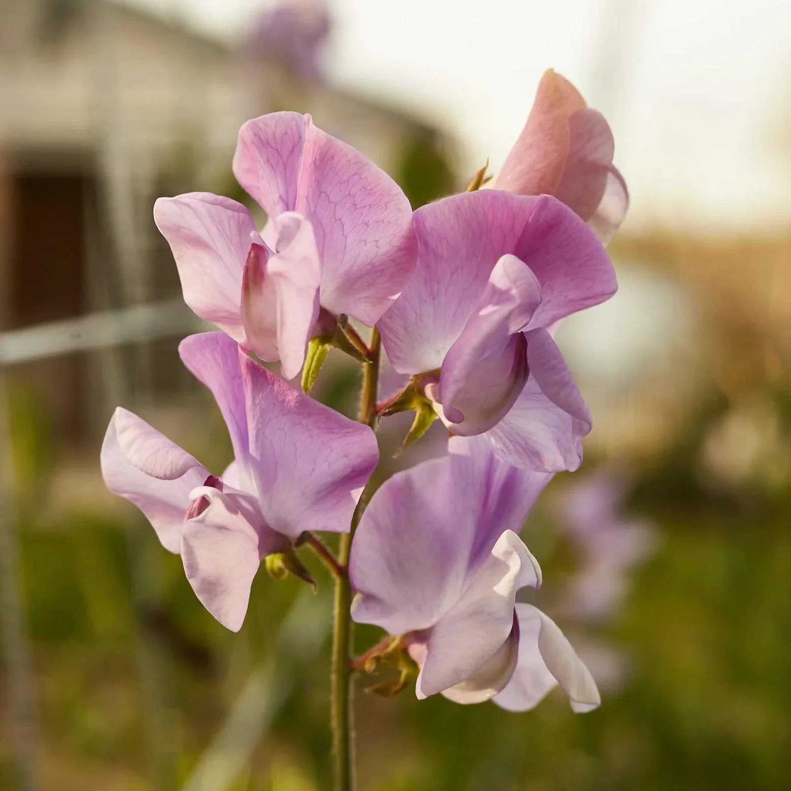 Sweet Pea 'Elegance' - Lavender - Image 6