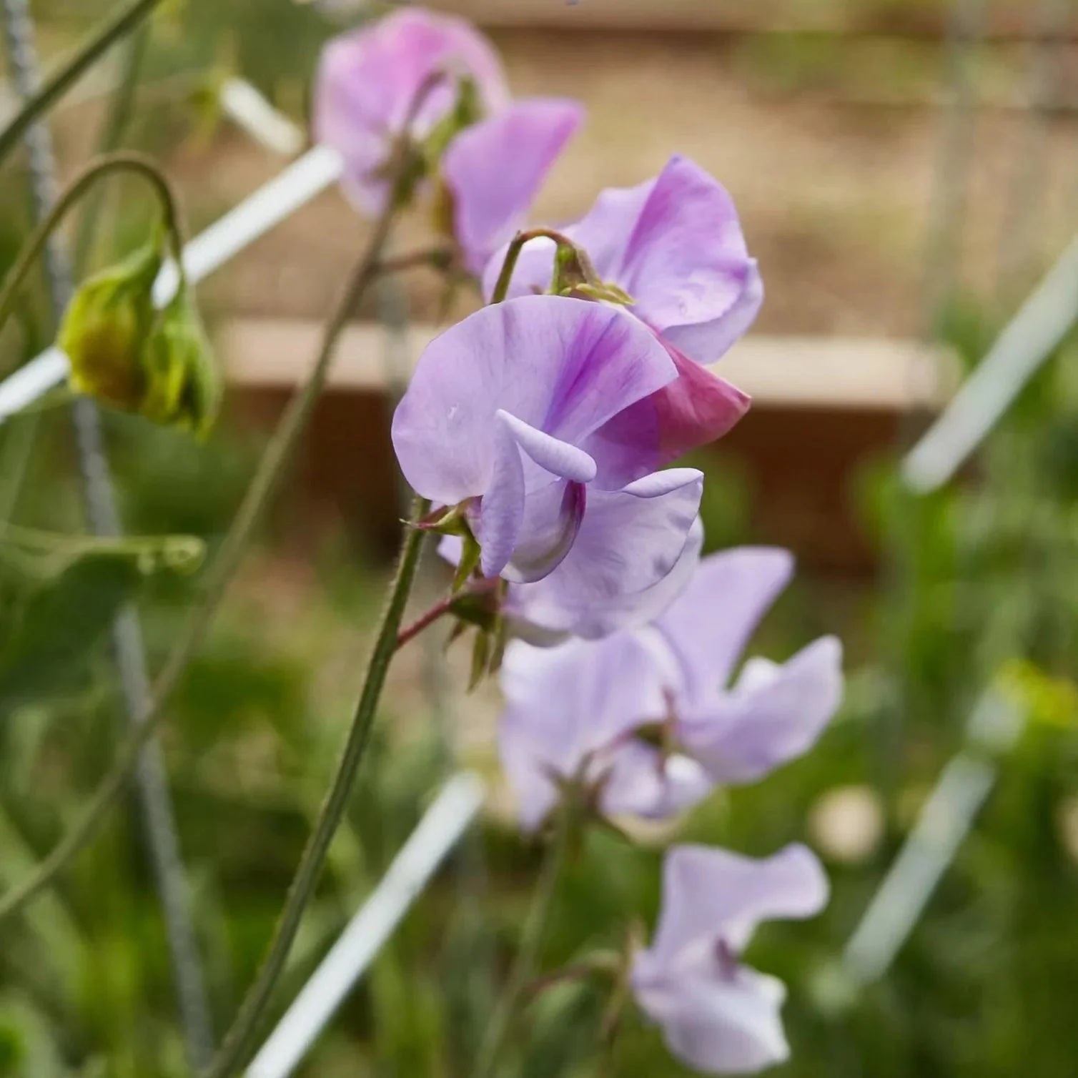 Sweet Pea 'Elegance' - Lavender - Image 7