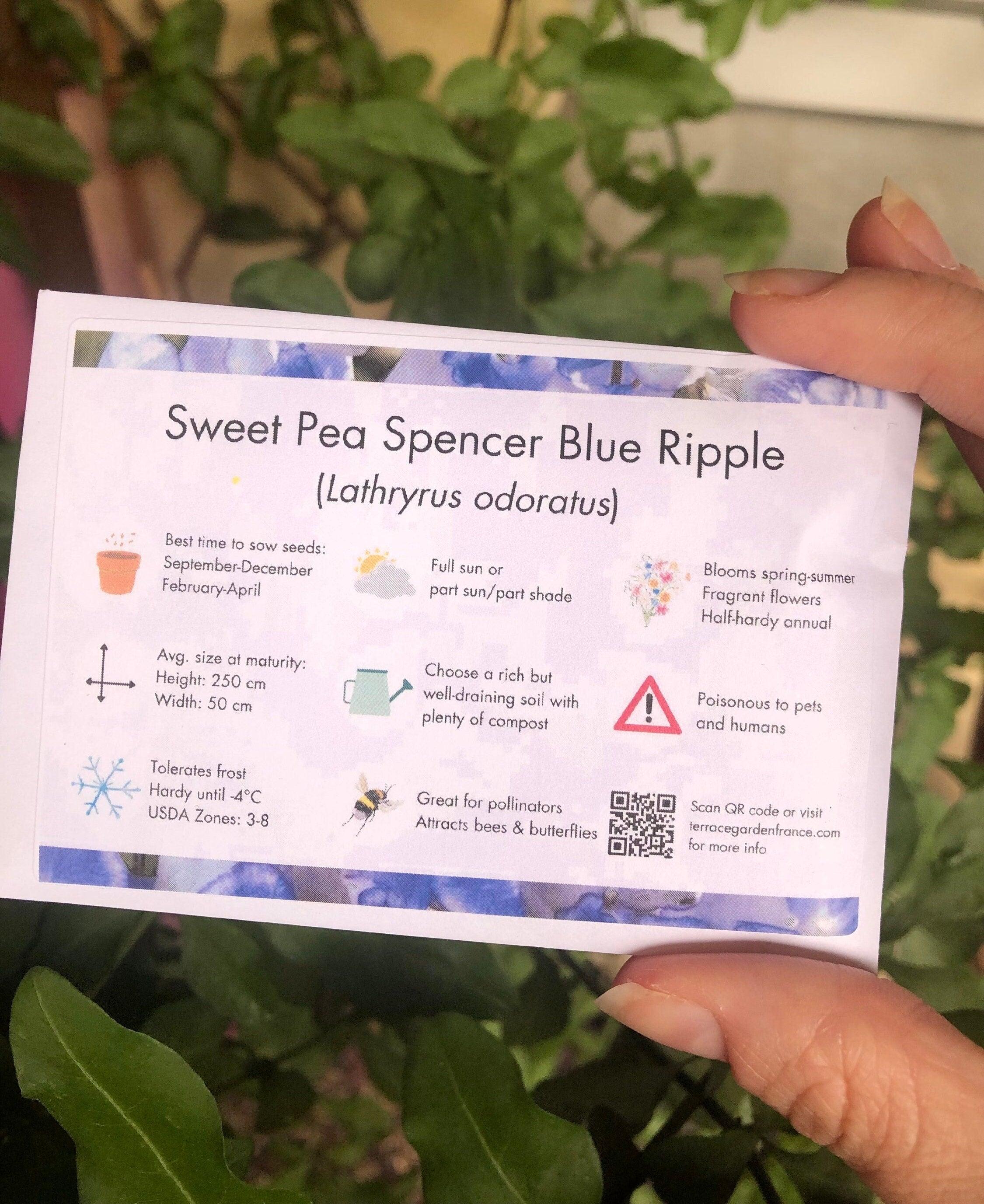Sweet Pea "Spencer Blue Ripple" - Image 3