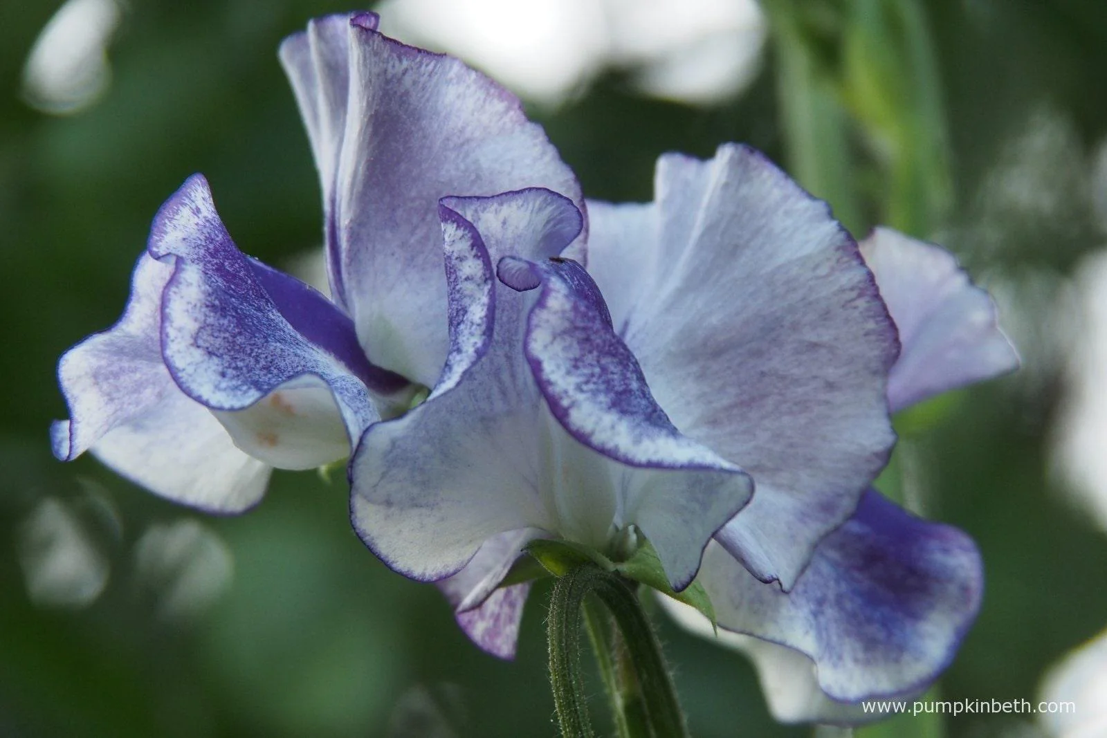Sweet Pea "Spencer Blue Ripple" - Image 4