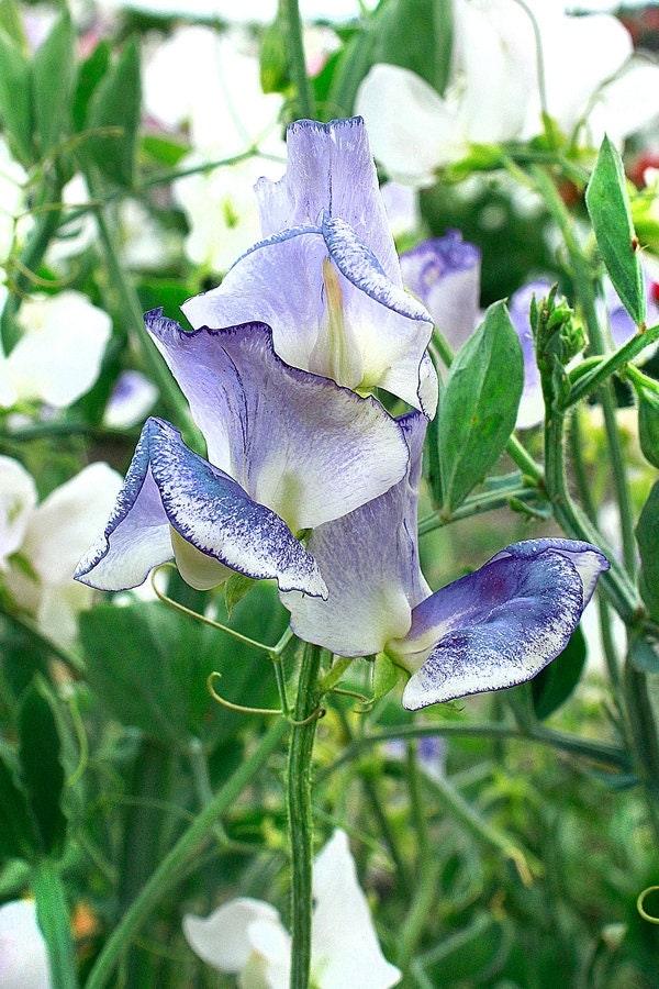 Sweet Pea "Spencer Blue Ripple" - Image 5