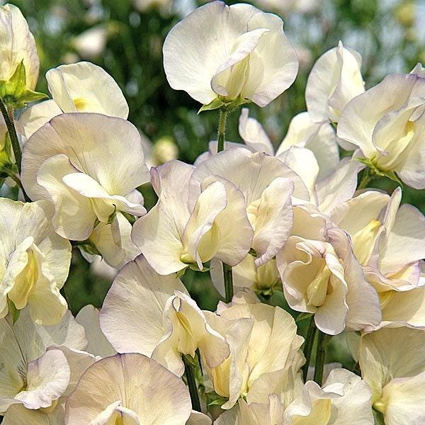 Sweet Pea "Spencer Old Times"