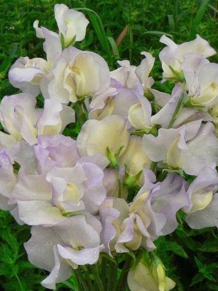 Sweet Pea "Spencer Old Times" - Image 2