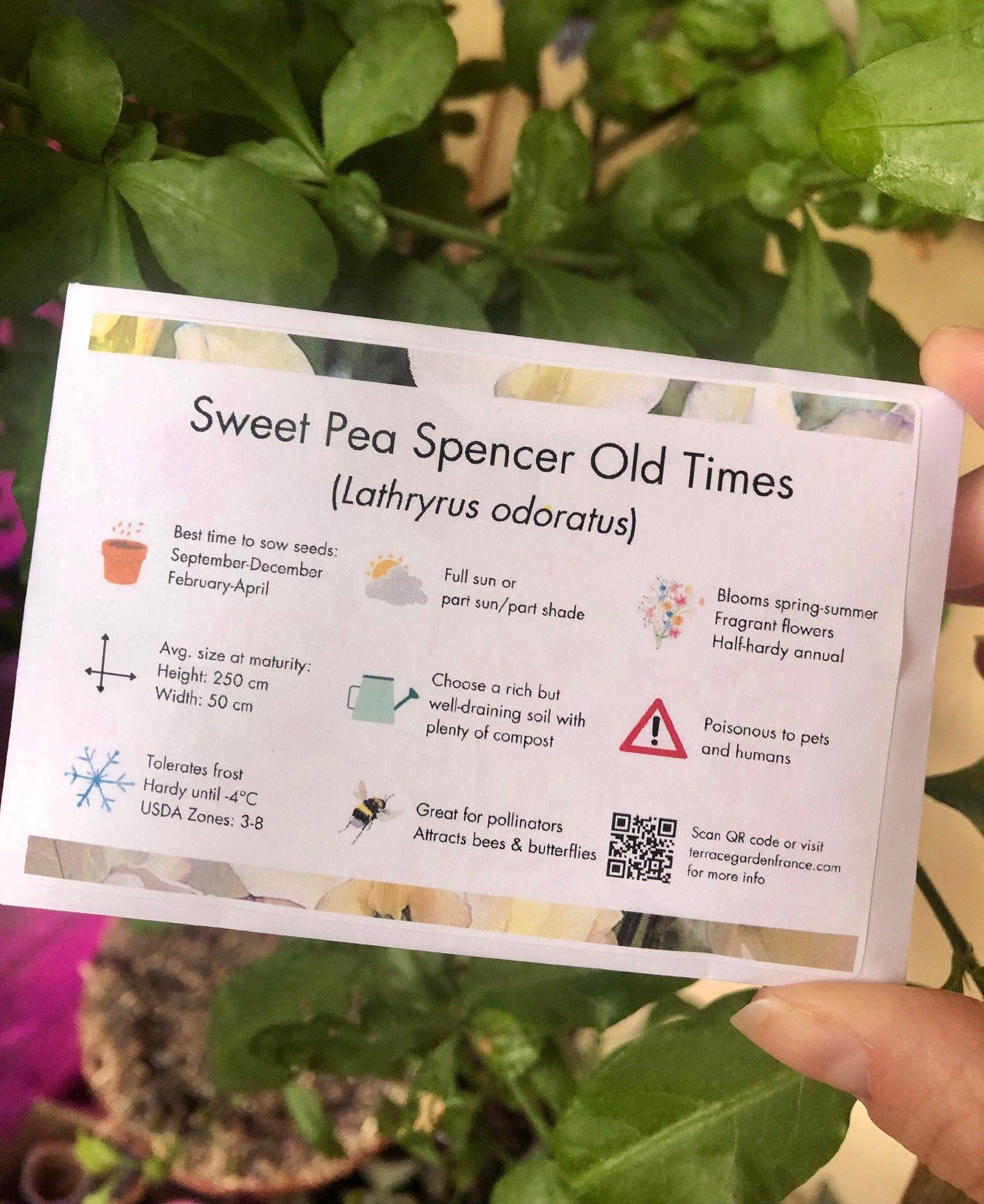 Sweet Pea "Spencer Old Times" - Image 3