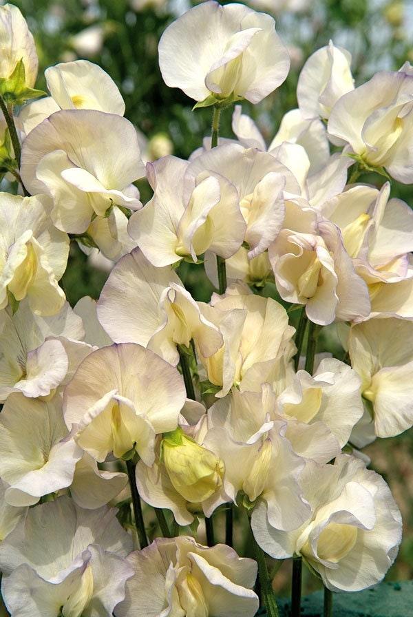 Sweet Pea "Spencer Old Times" - Image 4
