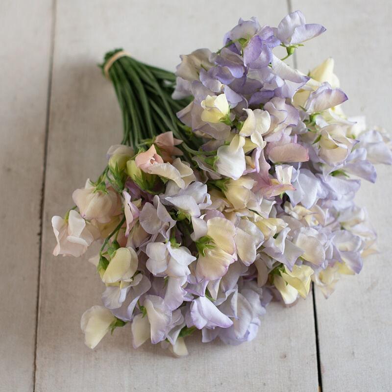 Sweet Pea "Spencer Old Times" - Image 5