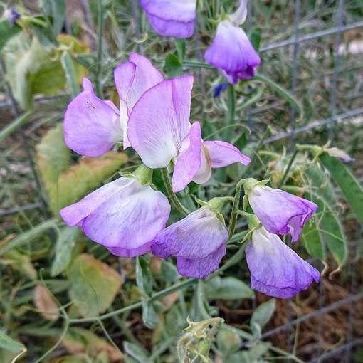 Sweet Pea "Spencer Pulsar"