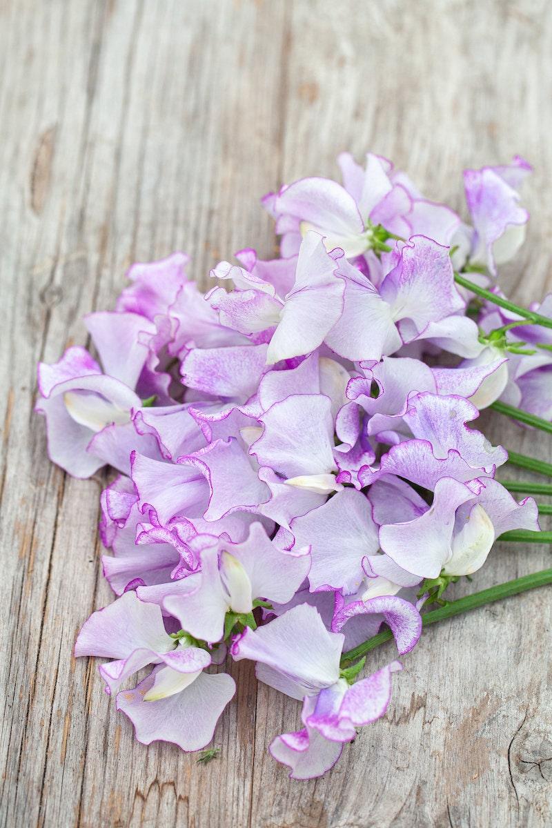 Sweet Pea "Spencer Pulsar" - Image 2