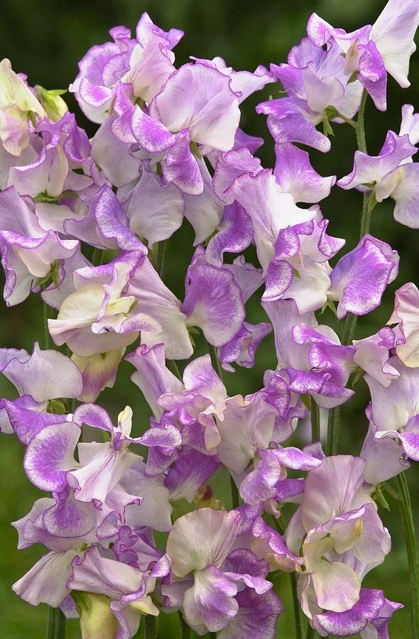 Sweet Pea "Spencer Pulsar" - Image 3