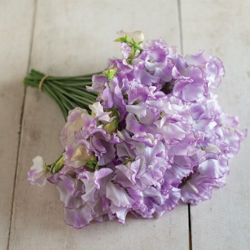 Sweet Pea "Spencer Pulsar" - Image 4
