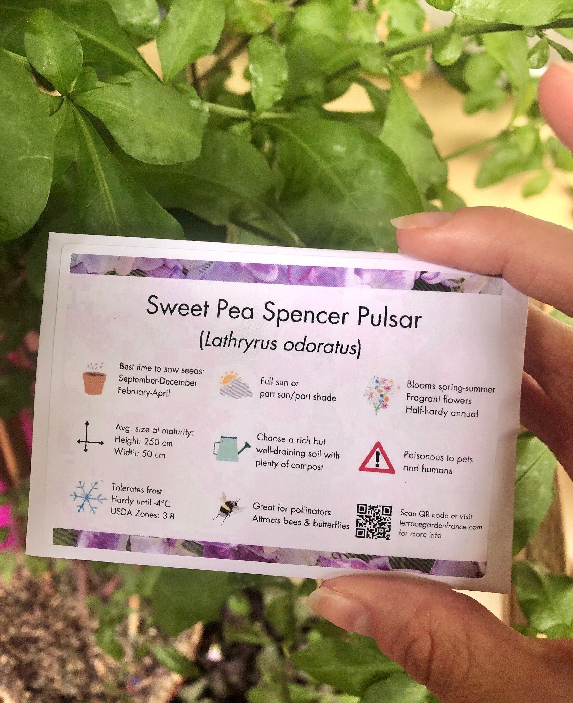 Sweet Pea "Spencer Pulsar" - Image 5