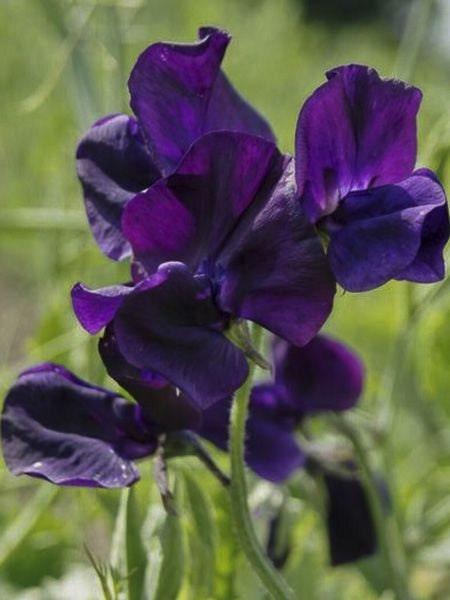 Sweet Pea "Winter Sunshine - Navy" - Image 3