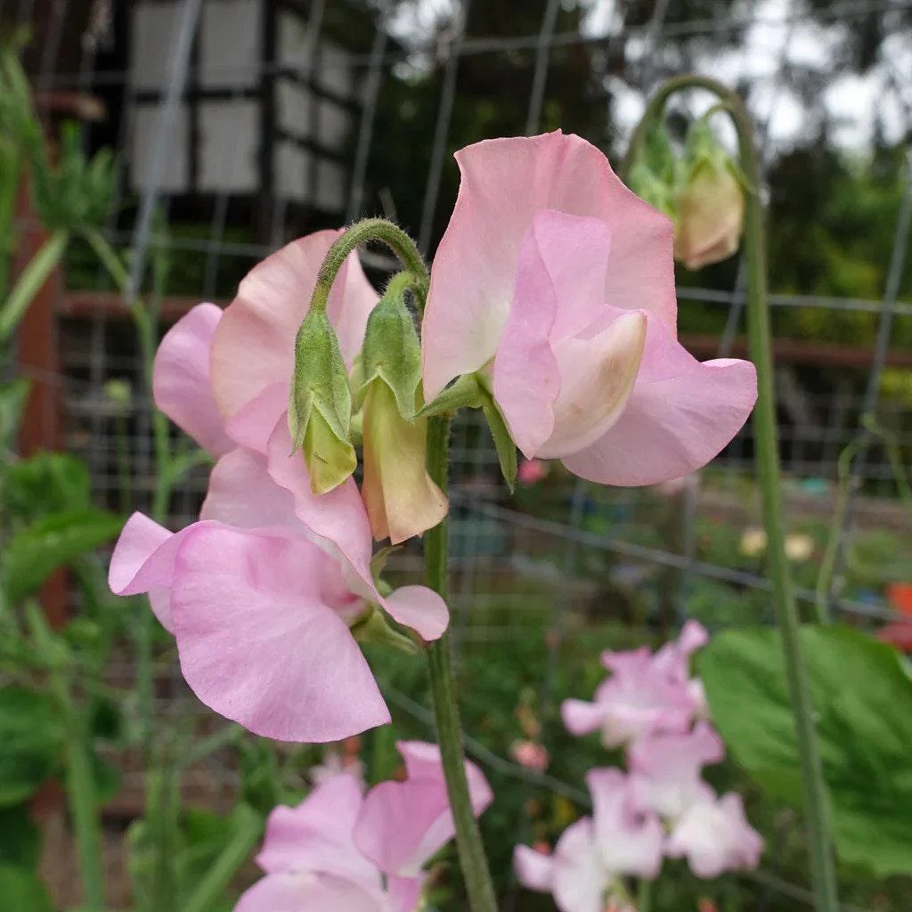 Sweet Pea "Winter Sunshine - Pink"