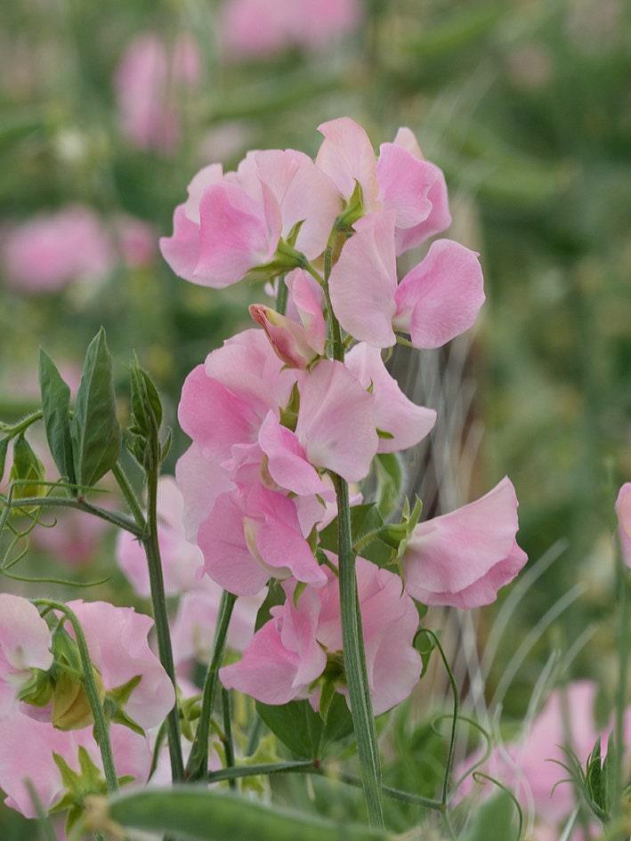 Sweet Pea "Winter Sunshine - Pink" - Image 2