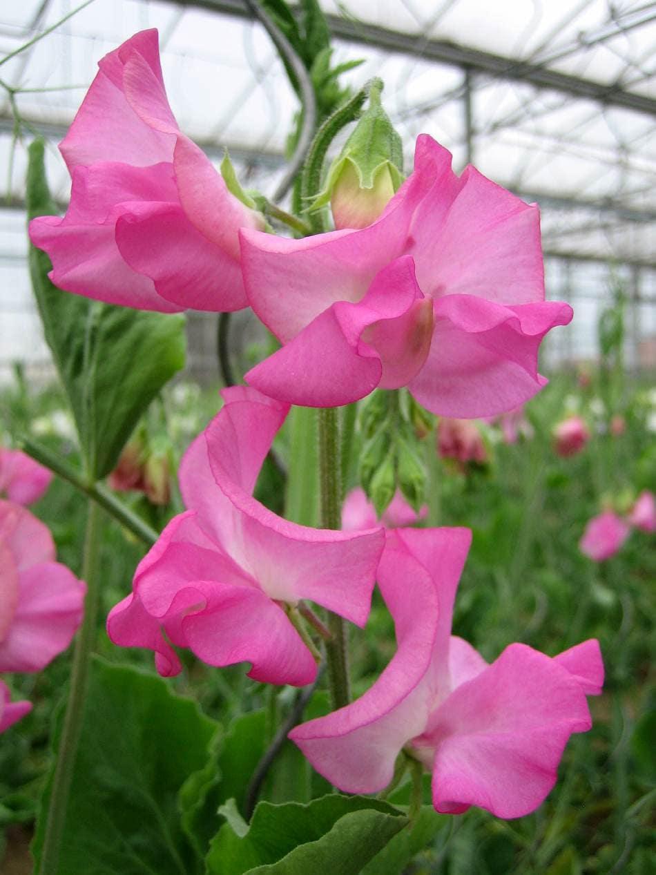 Sweet Pea "Winter Sunshine - Rose"