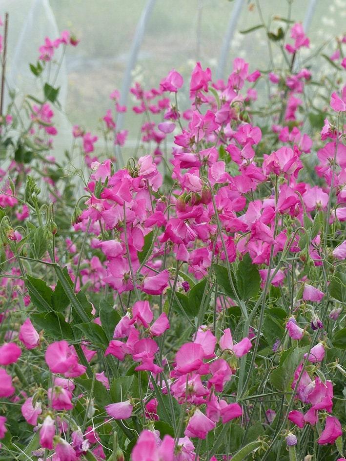 Sweet Pea "Winter Sunshine - Rose" - Image 2