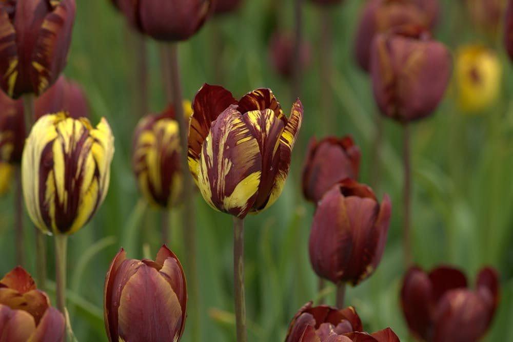 Tulip Absalon