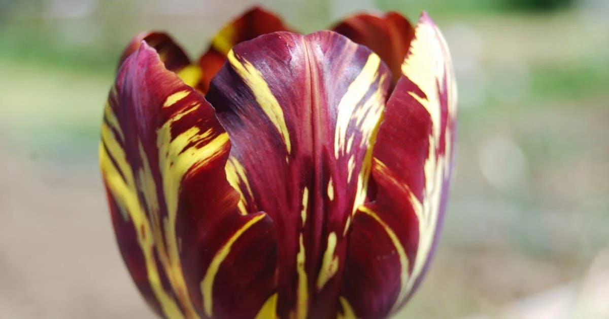 Tulip Absalon - Image 2