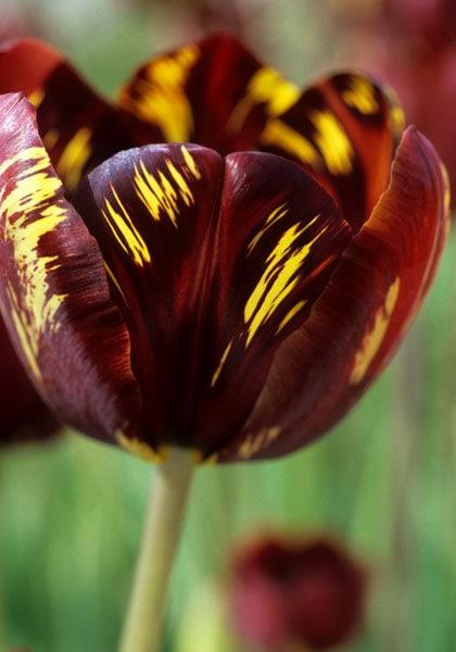 Tulip Absalon - Image 3