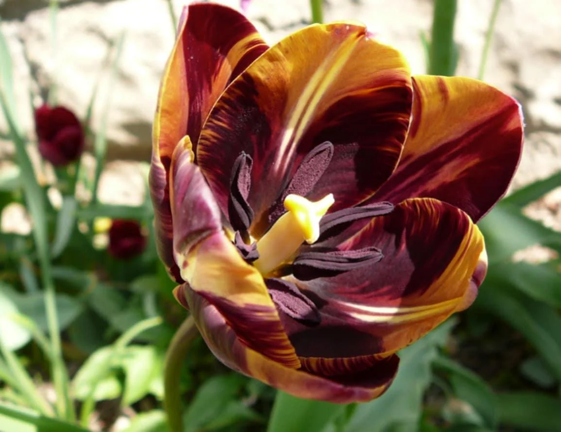 Tulip Absalon - Image 5