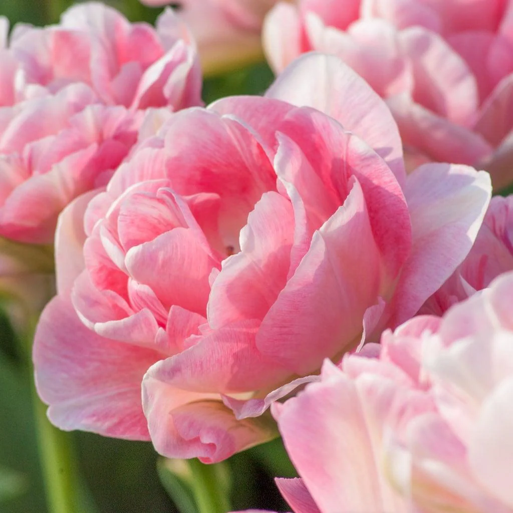 Tulip Angelique